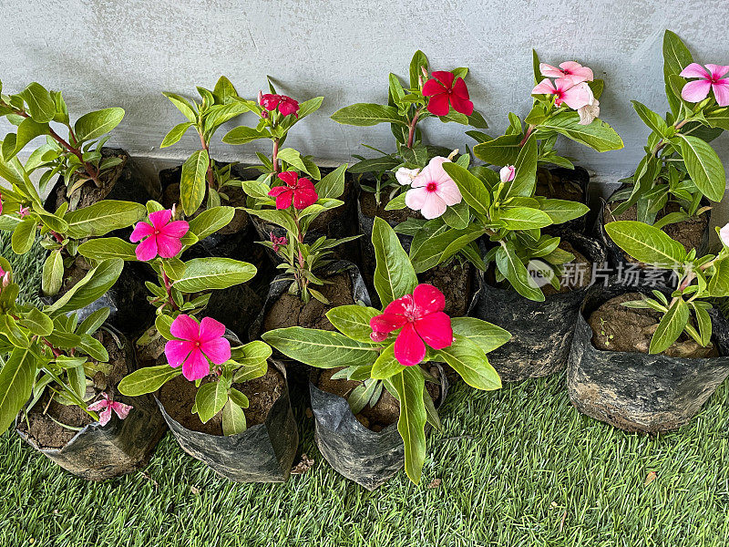 成排的Sadabahar /马达加斯加长春花植物(Catharanthus roseus)，根部用黑色塑料包裹，草坪上的粉红色和红色开花观赏植物，高架视图，重点在前景